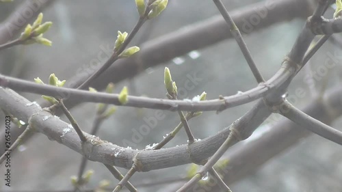 Spring, green buds began to swell, white snow began to fall and a strong cold wind was blowing. 