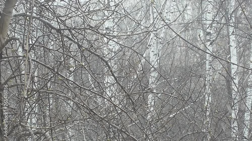 Spring, green buds began to swell, white snow began to fall and a strong cold wind was blowing. 