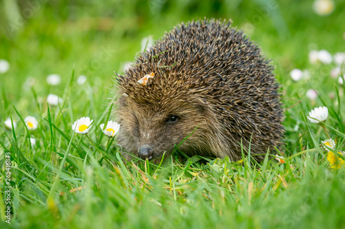Hedgehog, Scientific name: Erinaceus Europaeus, wild, native, European hedgehog on green grass lawn in Springtime. Landscape, horizontal. Space for copy.