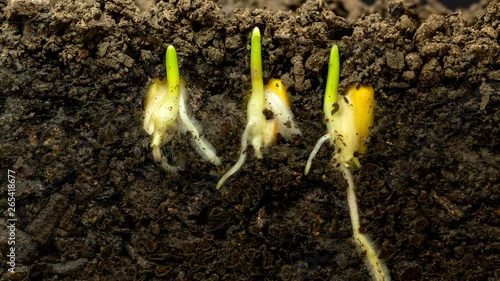 Corn Sprout Growing Timelapse / corn sprout growing timelapse video with camera moving as the plant grows