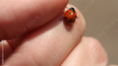 Ladybug on grass. Beautiful ladybug on leaf defocused background. Macro photo of Ladybug in the green grass. Macro bugs and insects world. Nature in spring concept. Ladybug in hands.