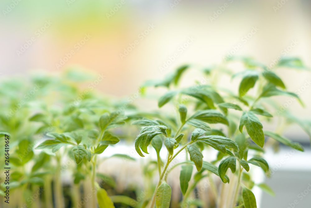 Young tomato sprouts with green leaves. Tomato seedlings on a light background Young tomato sprouts with green leaves. Tomato seedlings on a light background