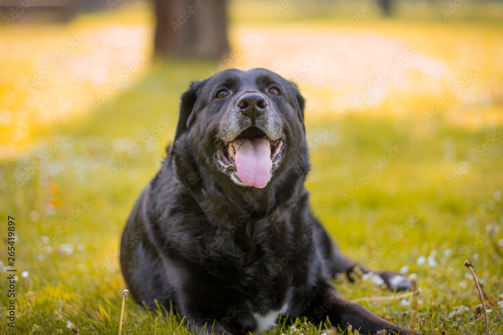 Hund Hund