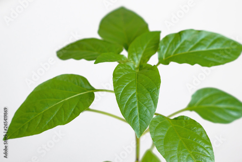 Young green seedlings of sweet pepper with juicy leaves. Seedlings of bell pepper on a light background