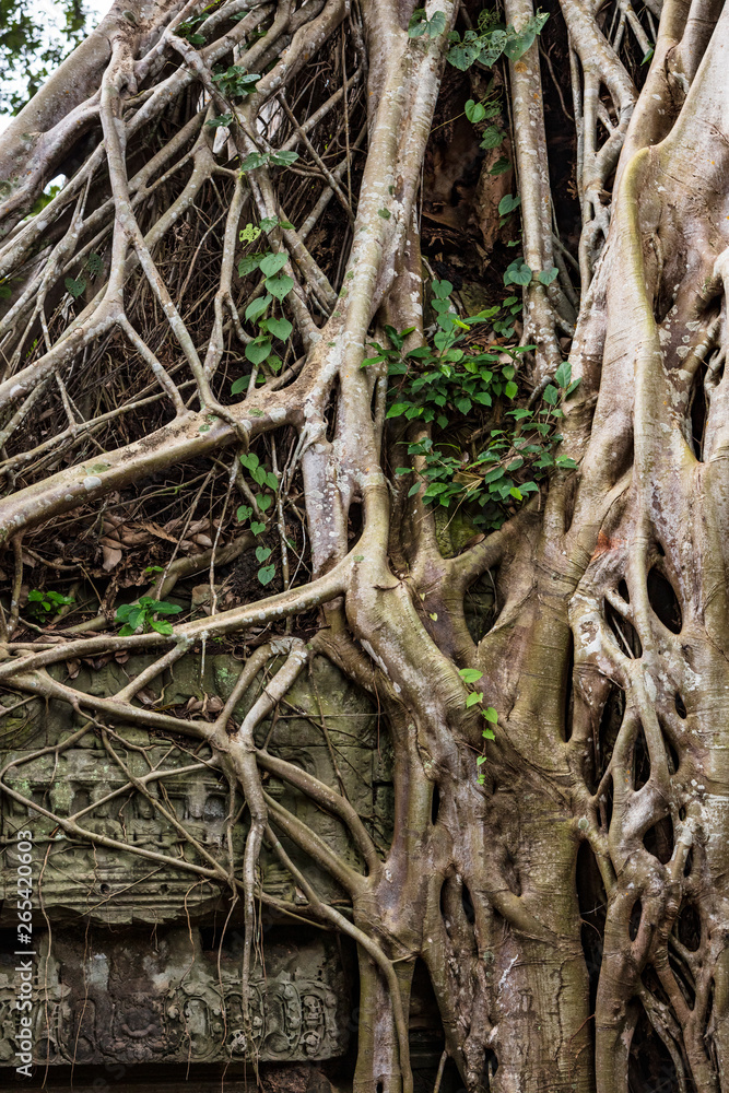 Vegetation growing over the ruins of the beautiful temple of Ta Prohm, Siem Reap, Cambodia Vegetation growing over the ruins of the beautiful temple of Ta Prohm, Siem Reap, Cambodia