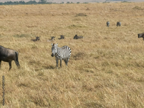 zebra and wildebeest in masai mara  kenya