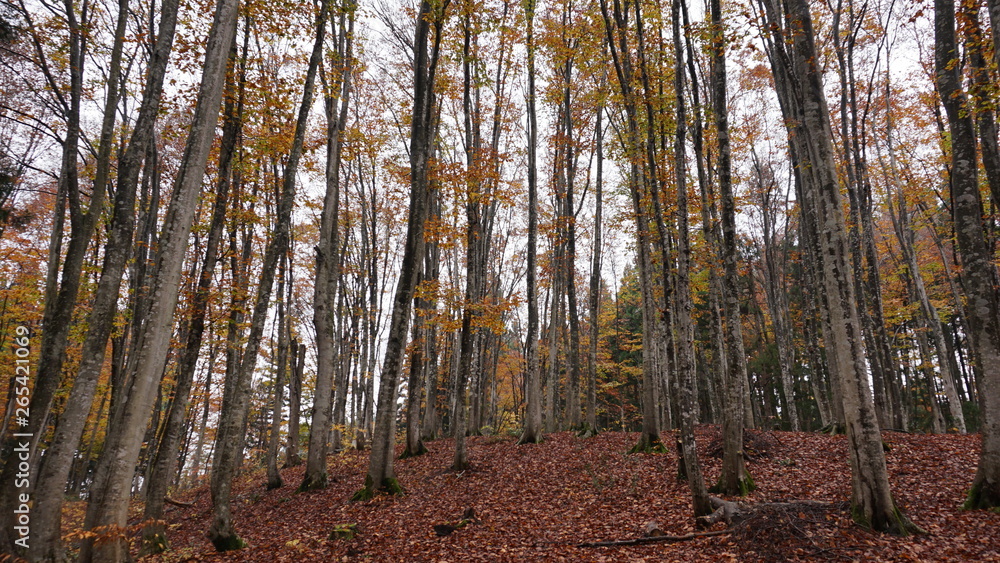 Beautiful beech forest Beautiful beech forest