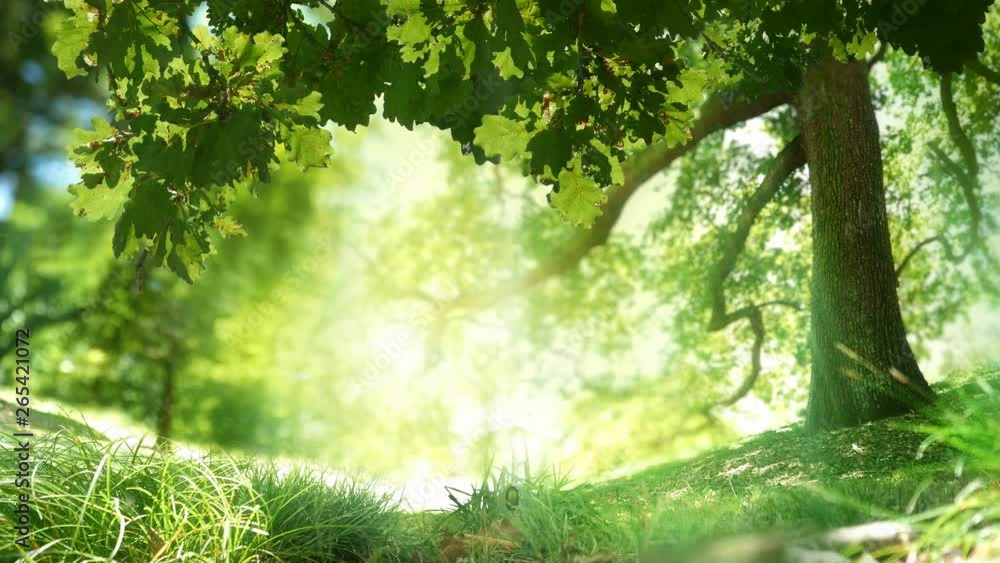 Growing plant under oak tree. Beautiful green nature. The last 20 seconds is a loop. Seedling grows from acorn. Symbolizing life cycles, new beginnings etc. Mix of CG and camera footage. Growing plant under oak tree. Beautiful green nature. The last 20 seconds is a loop. Seedling grows from acorn. Symbolizing life cycles, new beginnings etc. Mix of CG and camera footage.