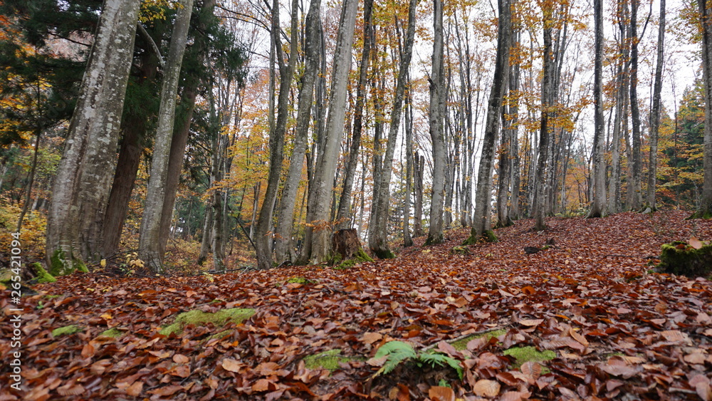 Beautiful beech forest Beautiful beech forest