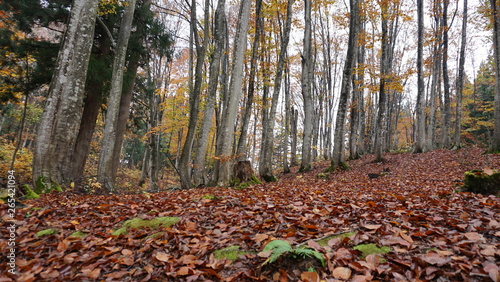 Beautiful beech forest "Niigata beauty forest"