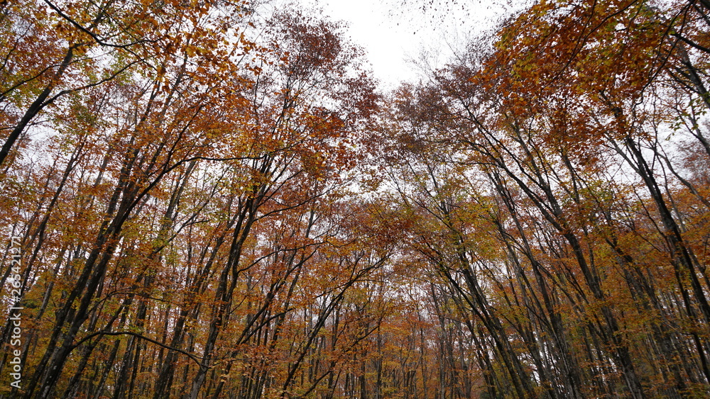 Beautiful beech forest Beautiful beech forest