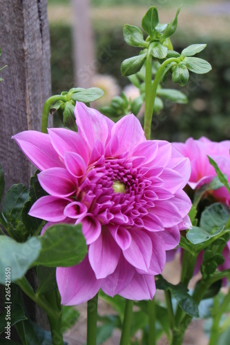 Pink Flower in Garden 