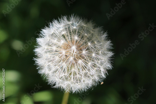 Dandelion 