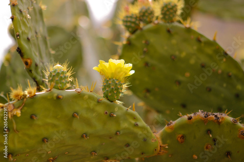 Flor de nopal