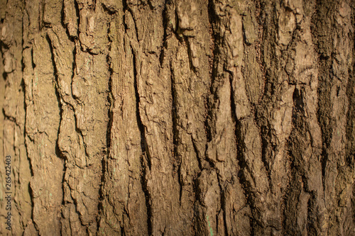 Bark of a big tree close up