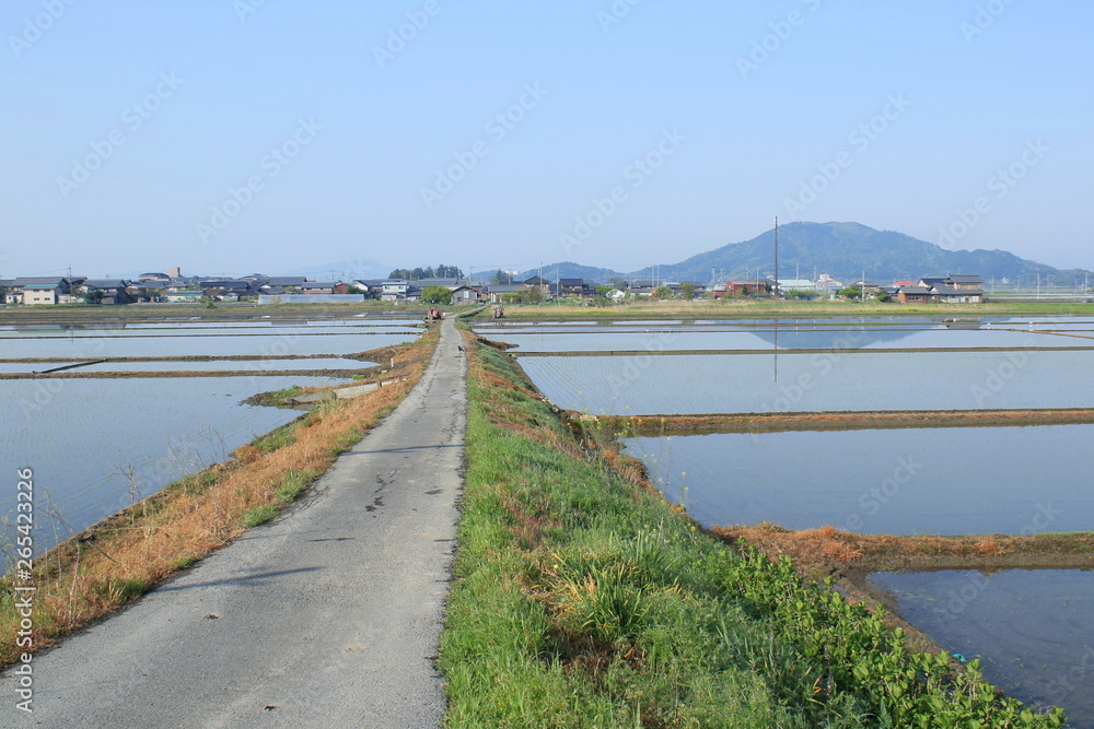 水田と田んぼ道の自然風景です