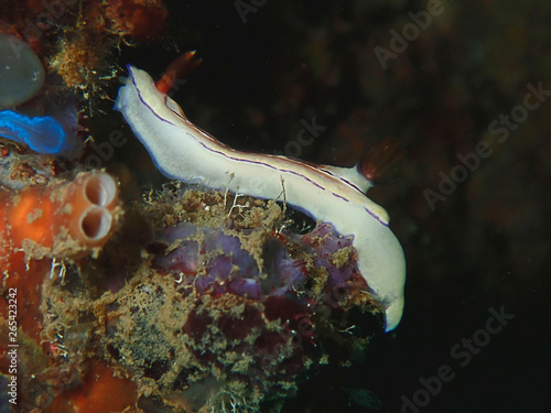 Closeup with nudibranch Chromodorididae Hypselodoris Emma during leisure dive in Sabah, Borneo.