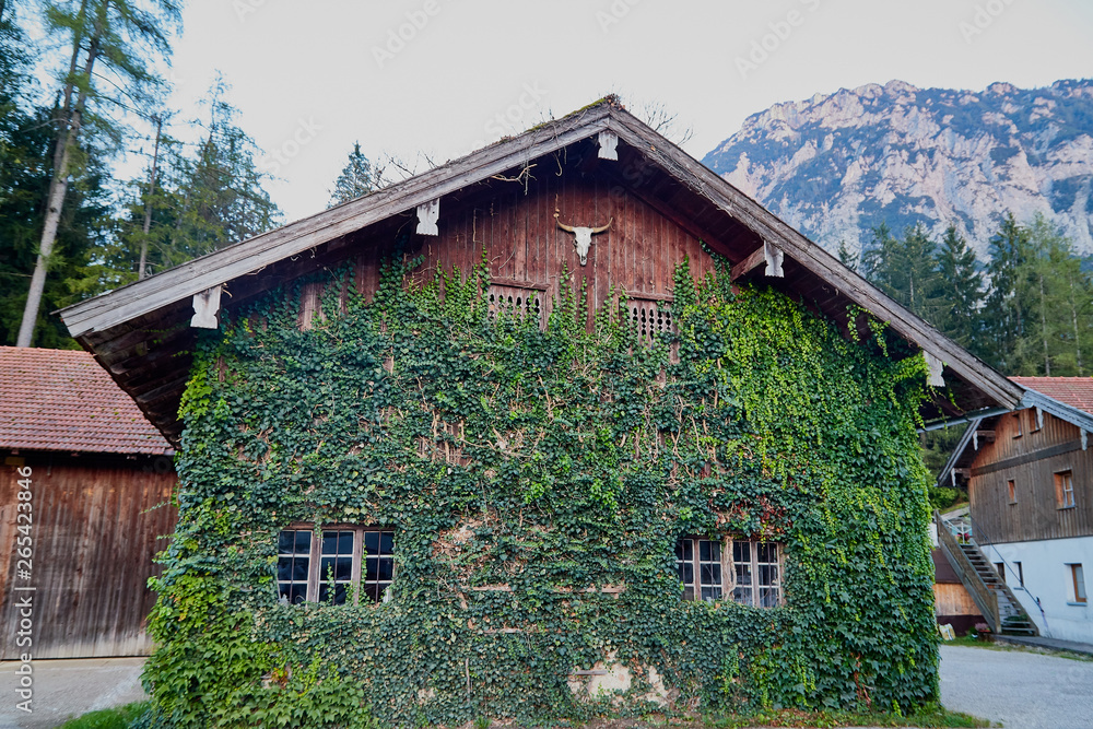 House covered with green plants in the countryside in summer day House covered with green plants in the countryside in summer day