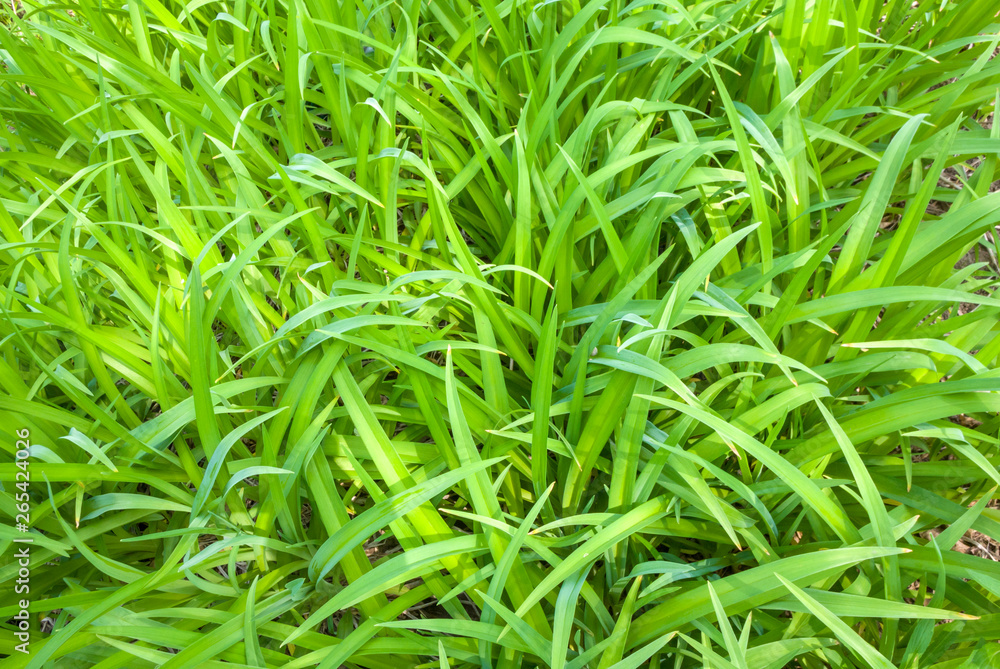 Fresh green grass background. Natural abstract texture. Fresh green grass background. Natural abstract texture.