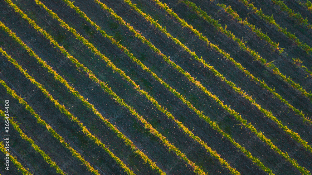 Aerial View of Vineyards Patterns Aerial View of Vineyards Patterns