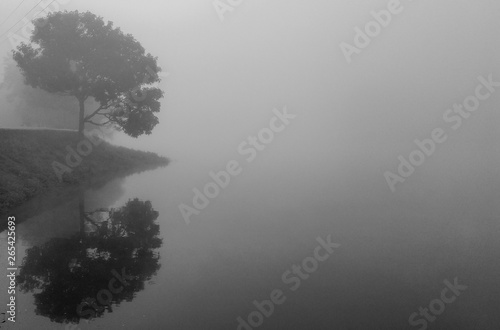 tree reflection in foggy atmosphere 