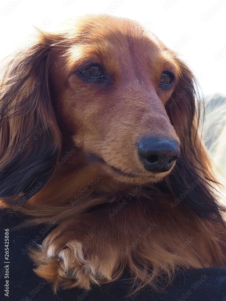 Beautiful brown dachshund portrait