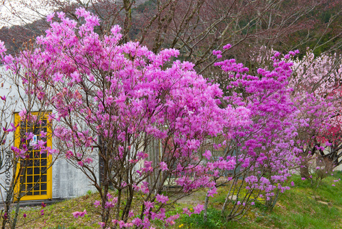 Fototapeta Naklejka Na Ścianę i Meble -  つつじと花桃とトイレのコラボレーション