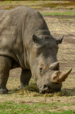 Rhinoceros vert