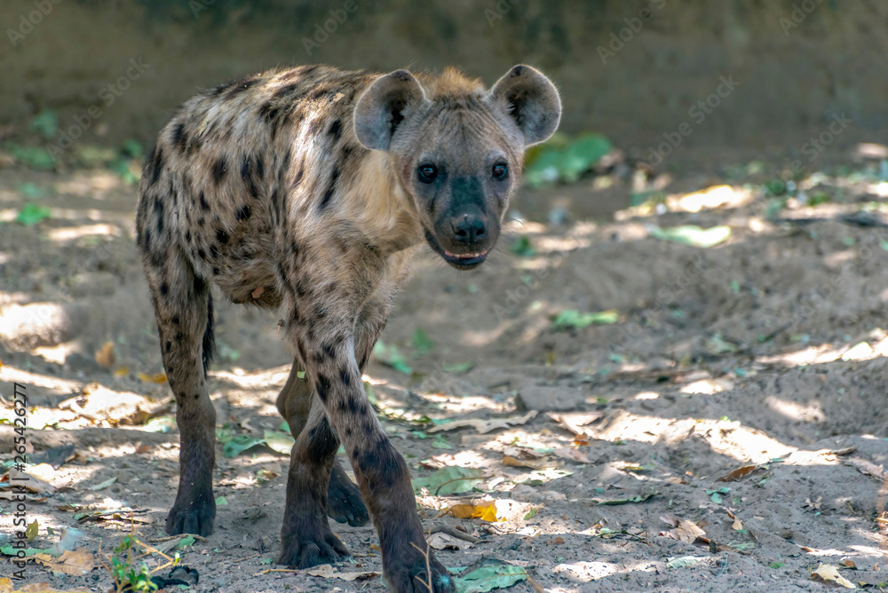 Spotted Hyena in nature, close up. Spotted Hyena in nature, close up.