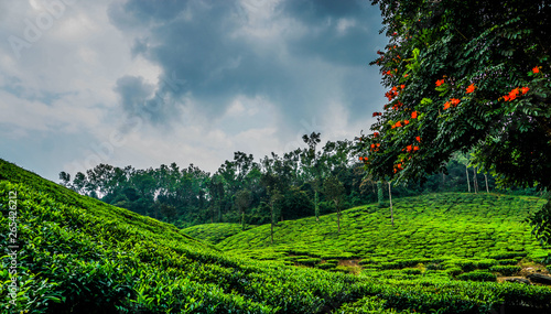 tea estate at chikmagalur 
