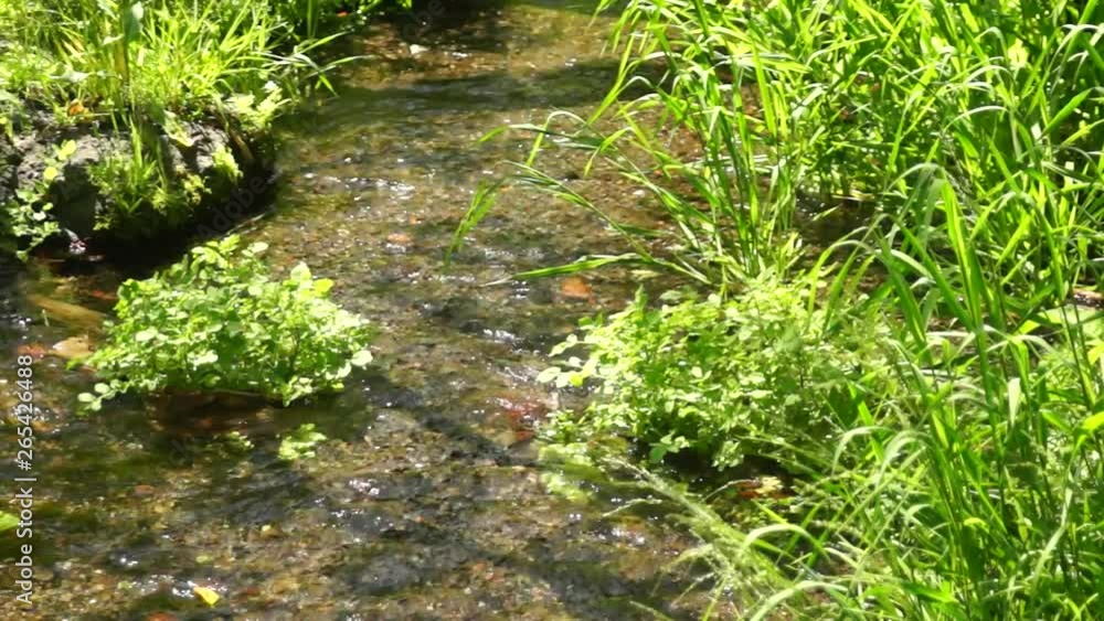 湧き水が流れる小川 湧き水が流れる小川
