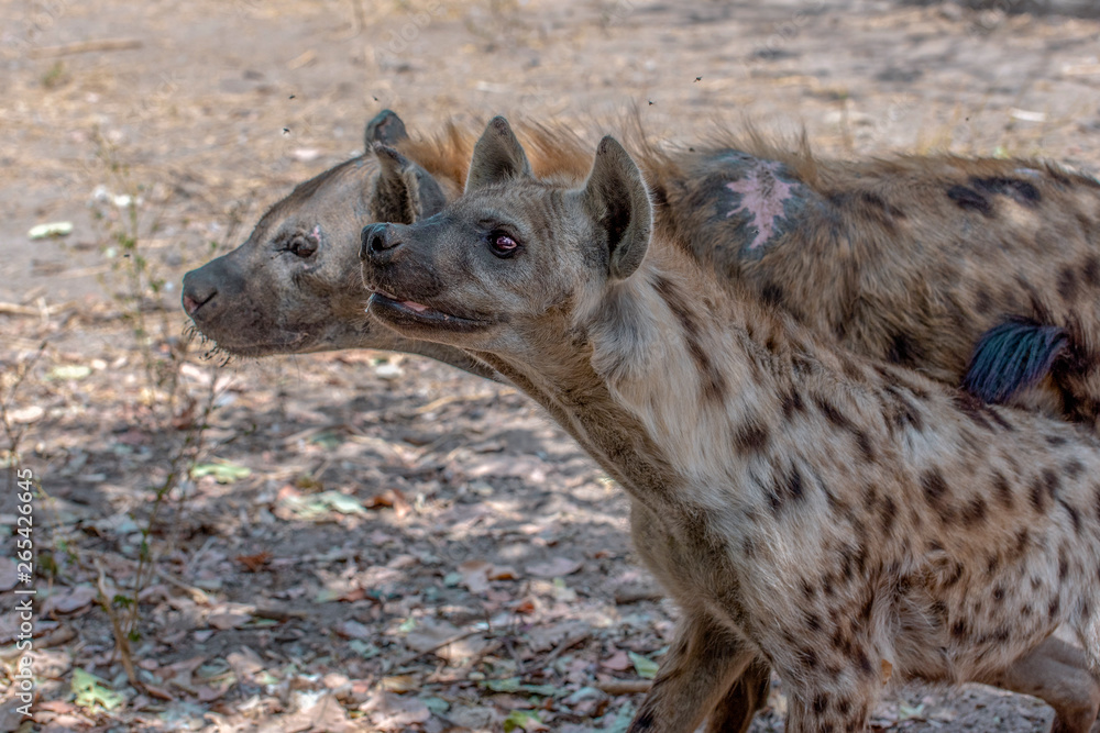 Spotted Hyenas in nature, close up. Spotted Hyenas in nature, close up.