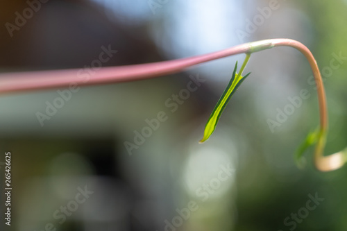 Abstract image of a rolled leaf of a knotweed, scientific name Polygonoideae, with deliberately shallow depth of field on a thin twig