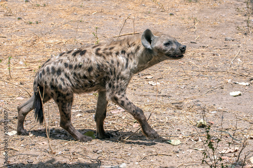 Spotted Hyena in nature  close up.