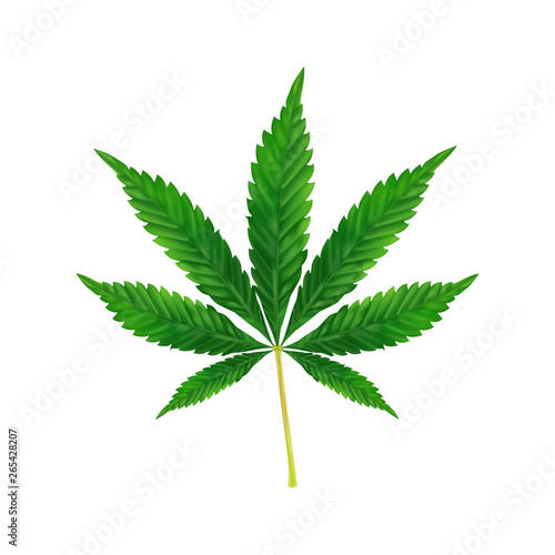 Marijuana or Cannabis Leaf background. Realistic vector illustration of the plant isolated on white.