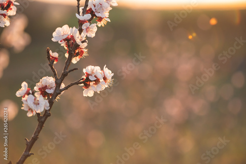 Apricot blossom in sunlight. Blooming apricot tree. Close-up of apricot blossoms. White flowering fruit tree in Austria