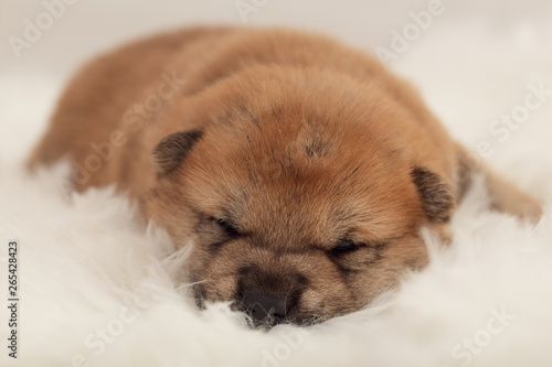 Shiba Inu Puppy  27 © Geoffrey Gilson