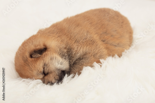 Shiba Inu Puppy  23 © Geoffrey Gilson