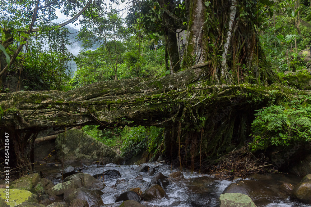 ancient overgrown with vines and roots bridge in the jungle, travel with insurance ancient overgrown with vines and roots bridge in the jungle, travel with insurance