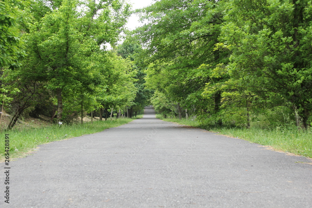 road in the forest