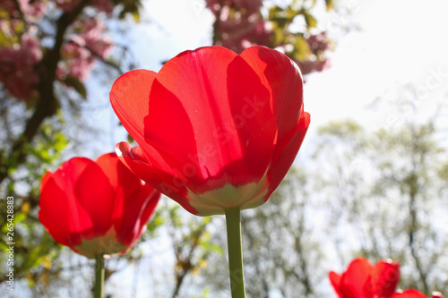 Blume
