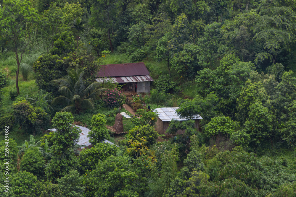little house in the jungle little house in the jungle