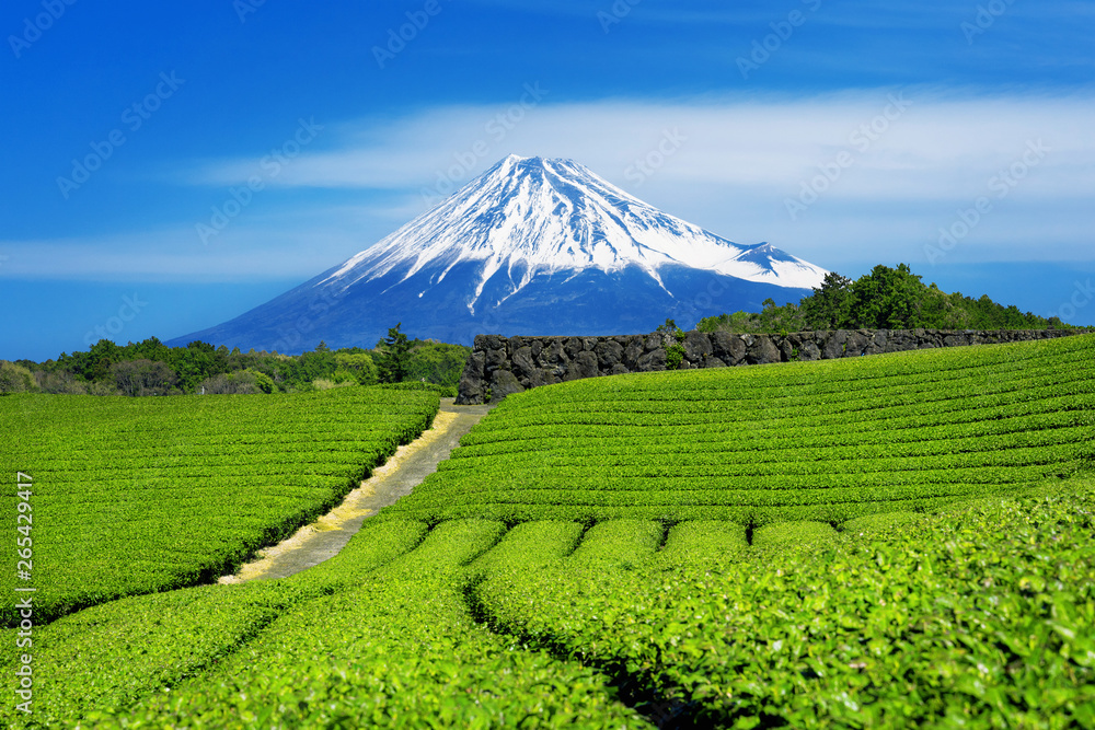 Fuji mountains and green tea plantation in Shizuoka, Japan. - obrazy, fototapety, plakaty 