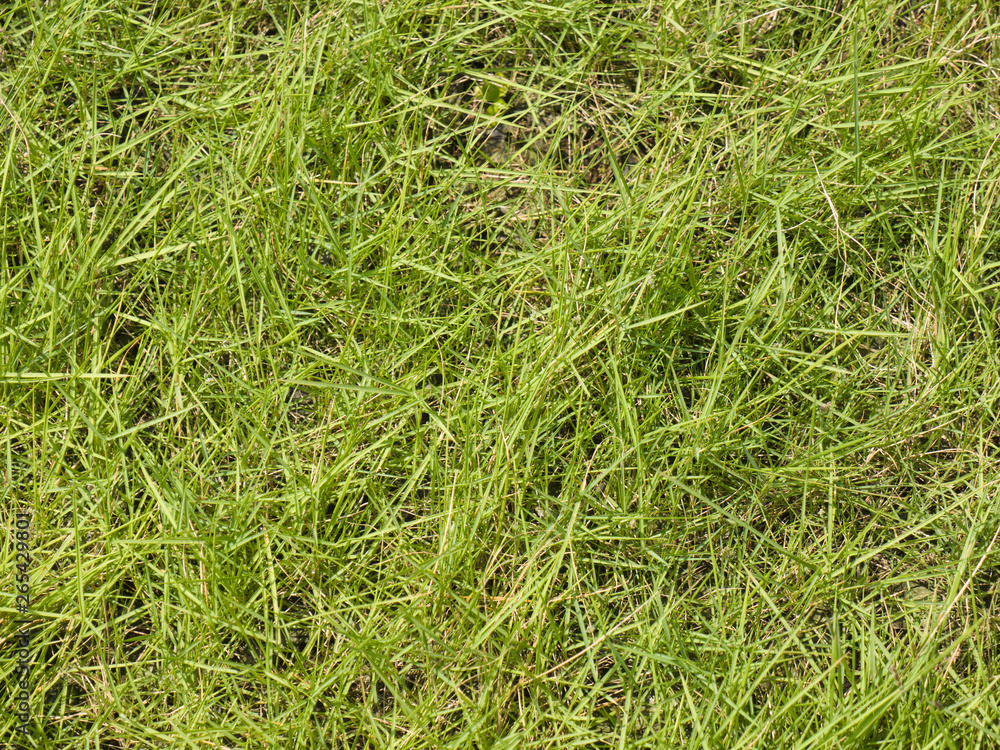 Background from green grass, Kerala, Kochin Background from green grass, Kerala, Kochin