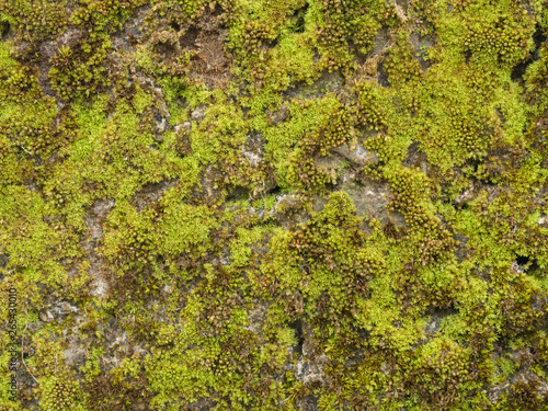 Background of green moss and stones Kerala, Kochi