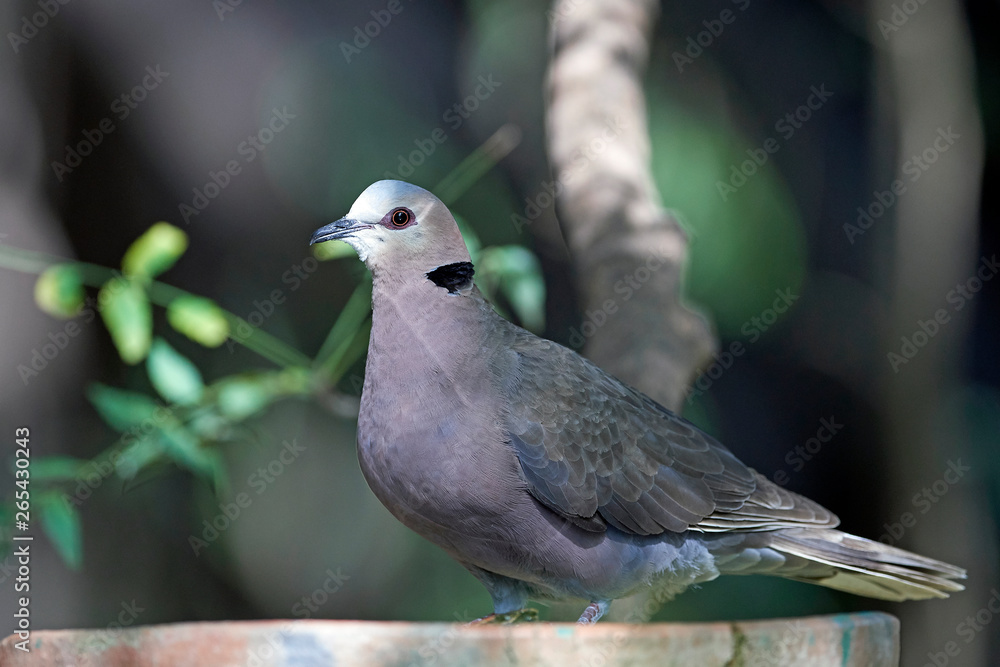 Red-eyed dove (Streptopelia semitorquata) Red-eyed dove (Streptopelia semitorquata)