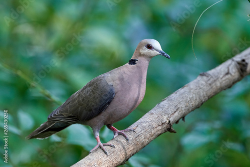 Red-eyed dove  Streptopelia semitorquata 