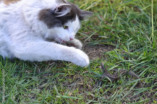 cat playing with lizard