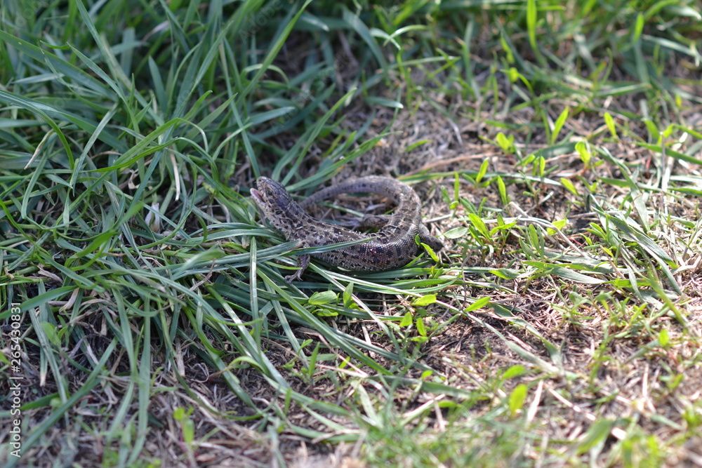 Fototapeta premium cat playing with lizard