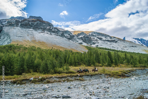 Горные лошади, Алтай